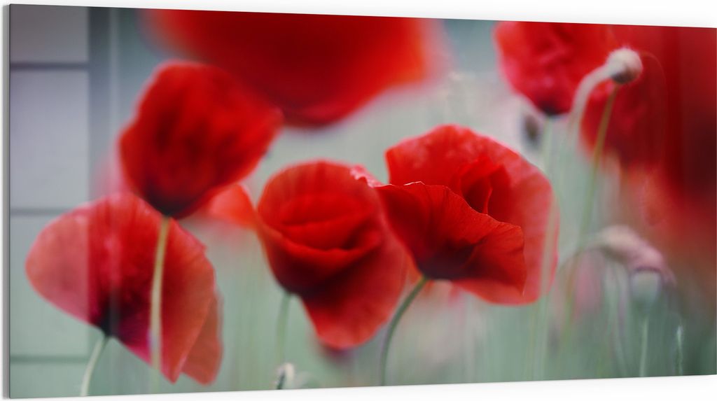 DEQORI Glasbild Acryl 100x50 cm 'Mohnblütenzauber' Wandbild Bild modern Deko