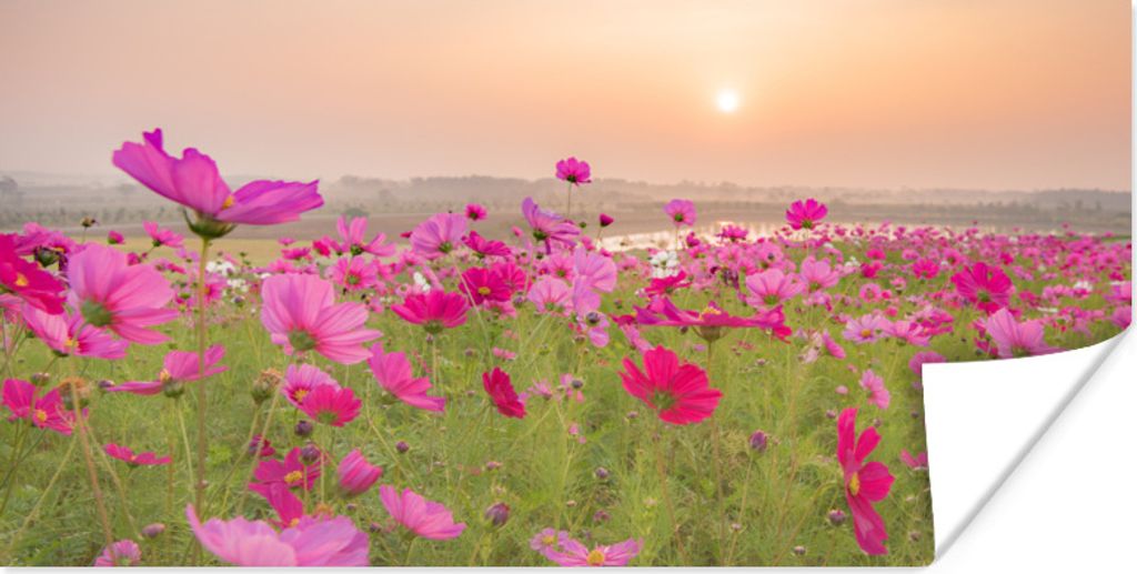 MuchoWow Poster Blumenwiese - Rosa - Mohnblumen 160x80 cm - Foto Poster
