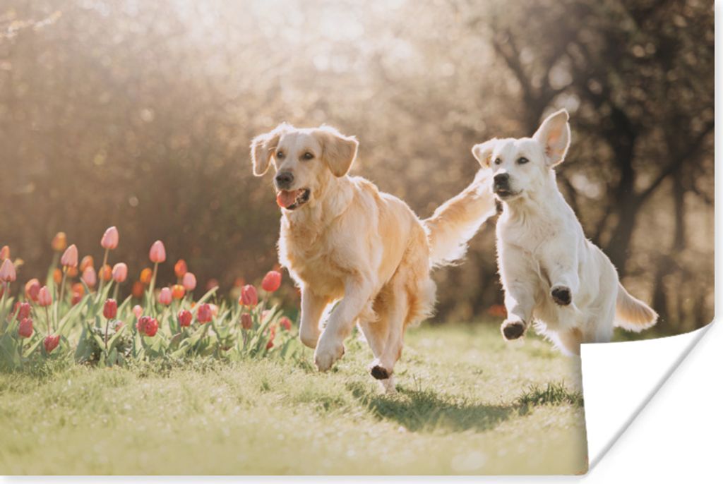 MuchoWow Poster Hunde - Sonne - Frühling 90x60 cm - Schlafzimmer