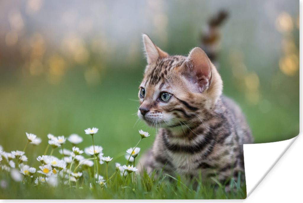 MuchoWow Poster Ein Kätzchen im Gras 60x40 cm - Schlafzimmerdekoration