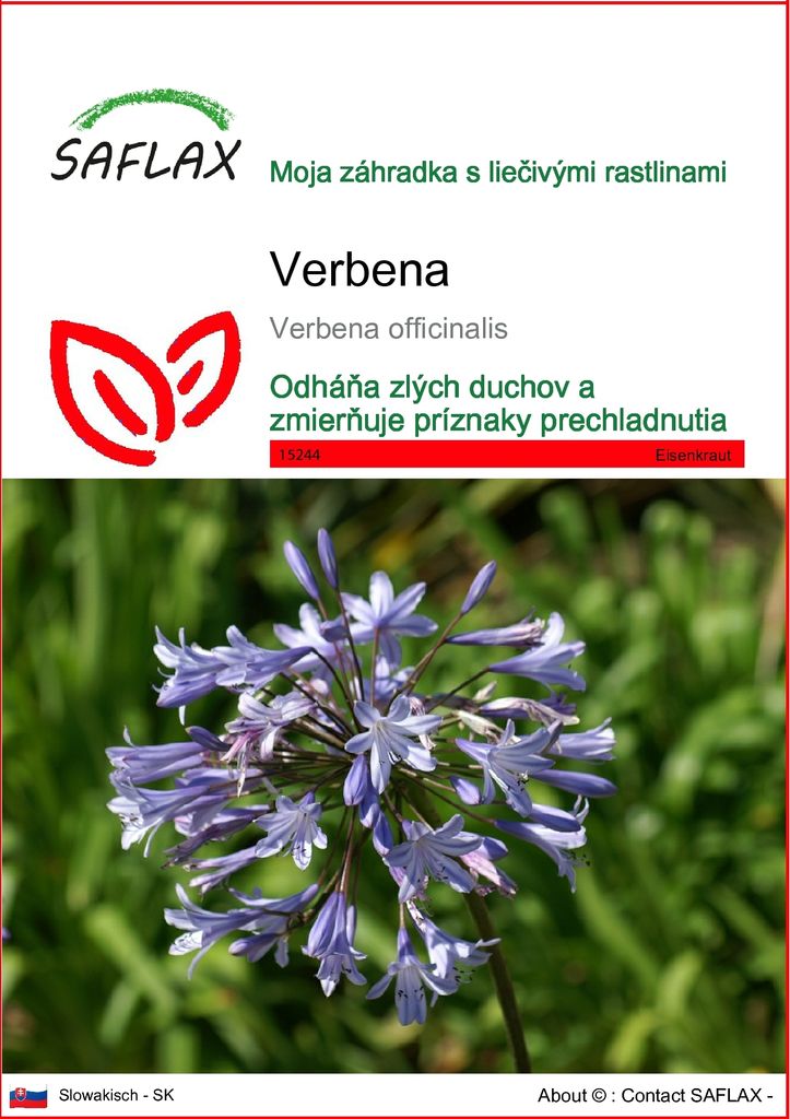 SAFLAX - Verbena - Verbena officinalis - 250 Semená Obrázok produktu 