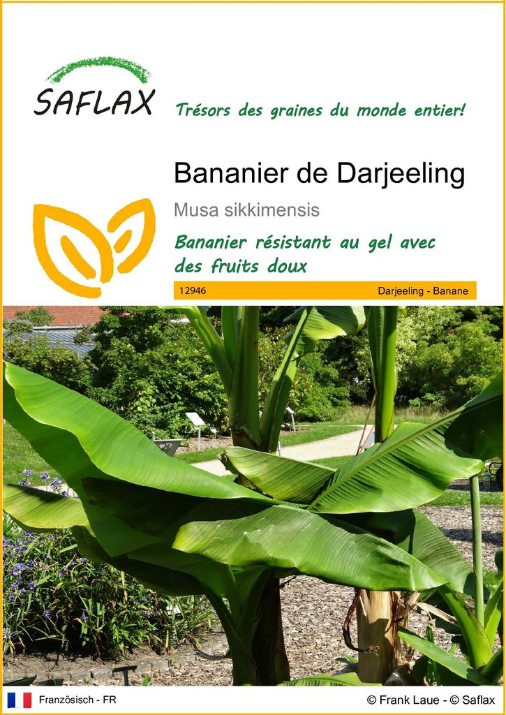 SAFLAX  - Bananier de Darjeeling - 5 graines - Musa Image du produit 