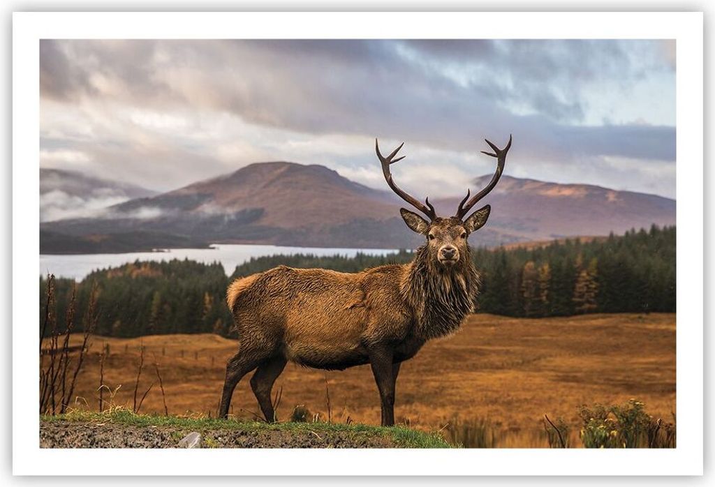 Poster - Poster ohne Rahmen - Rehe Wiese Berge - 91,5x61 cm Produktbild 