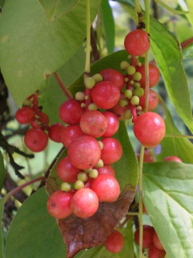 Chinabeere Sadova - Schisandra chinensis - 60-100