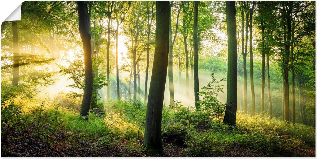 ARTland Poster Herbst im Wald II Größe: 40x20 cm