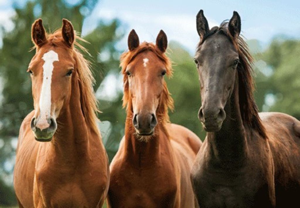 3 D Ansichtskarte braune Pferde, Postkarte Wackelkarte Hologrammkarte Tiere Tier Pferd Pony