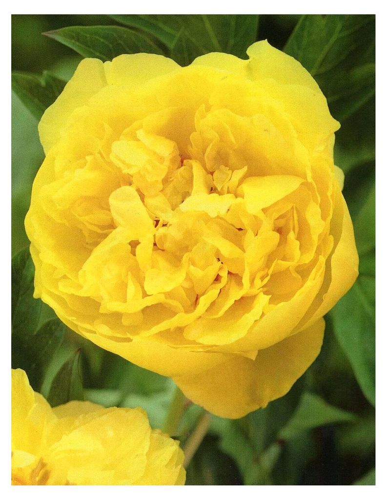 Pfingstrose Yellow Crown Paeonia - 1 Wurzelstück mit Augen Produktbild 
