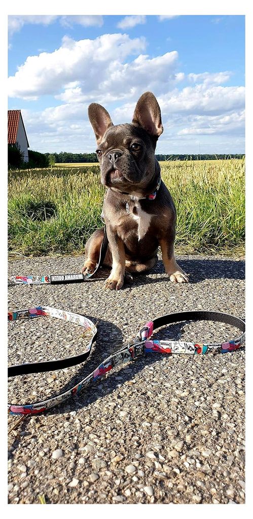 Max & Molly Multifunktions-Hundeleine 2m mit 2 Karabinern, Missy Pop/XS Umhängeleine gepolstert, sicher und flexibel - Komfort für deinen treuen ...