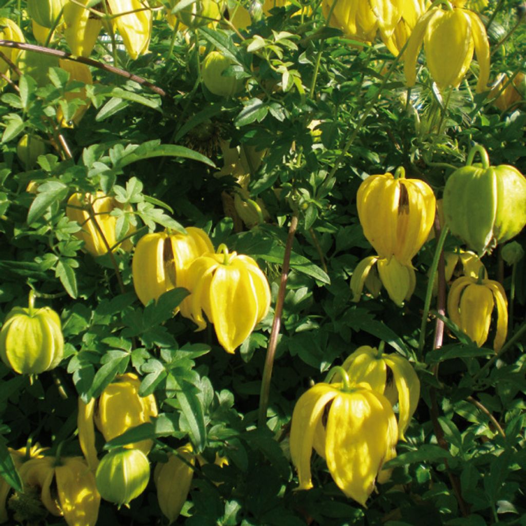 Clematis Bill MacKenzie 2L Obrázek produktu 