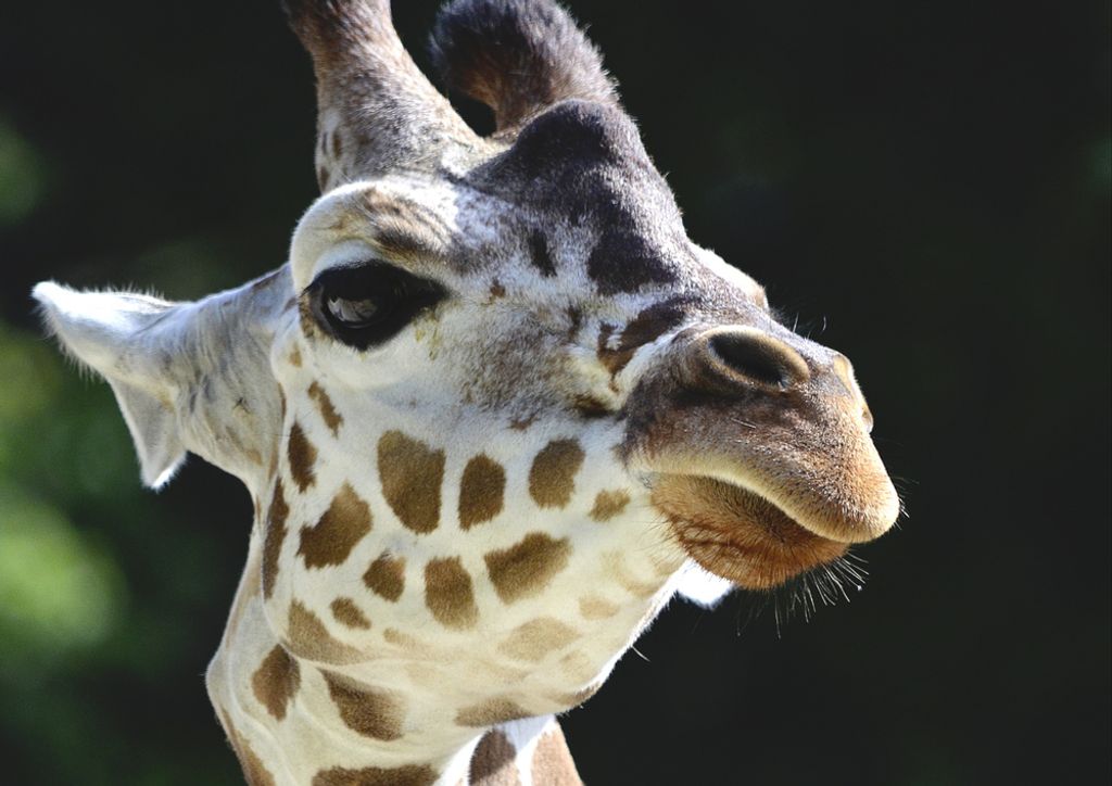 hansepuzzle 78679 - Giraffe Puzzle, 260 Teile, Natur, 41,0 x 28,0cm mit hochwertiger Aufbewahrung, Kartonbox und wiederverschließbarem Beutel