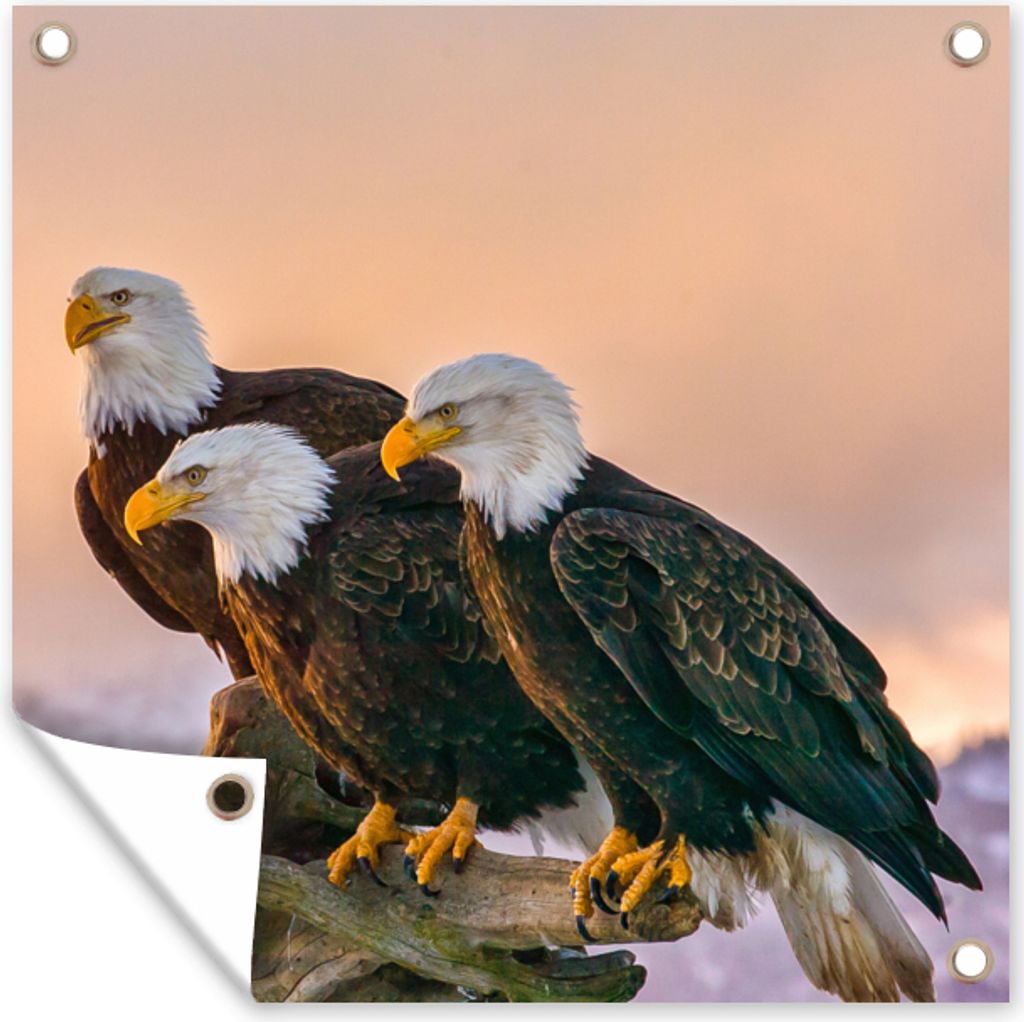 MuchoWow 100x100 cm Outdoor-Poster Gartendeko Sichtschutz Garten Poster für den Garten Vögel - Natur - Raubvögel - Adler