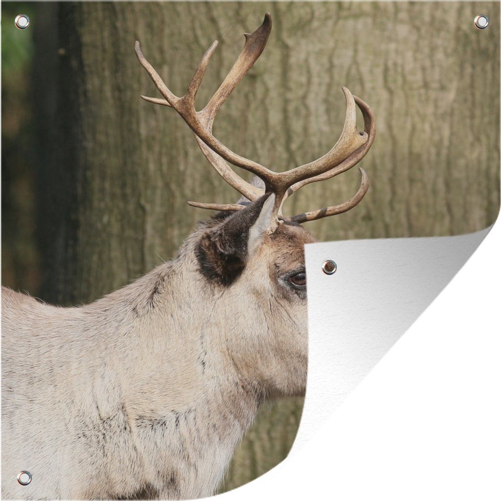 MuchoWow 50x50 cm Outdoor-Poster Gartendeko Sichtschutz Garten Poster für den Garten Nahaufnahme eines Rentiers vor einem Baum