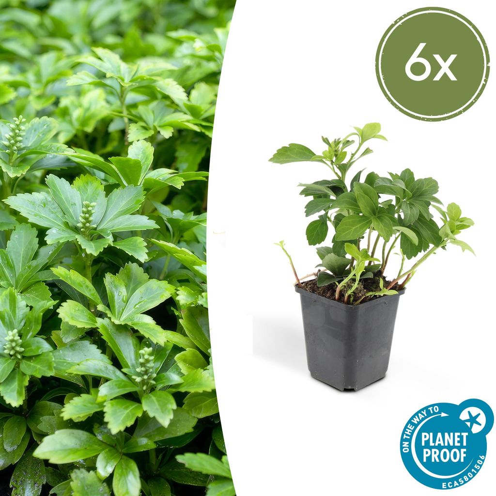 Pachysandra terminalis 'Green Carpet' | 6 Stücke - 10-25cm - Ø9cm - Gartenpflanze - Multideal