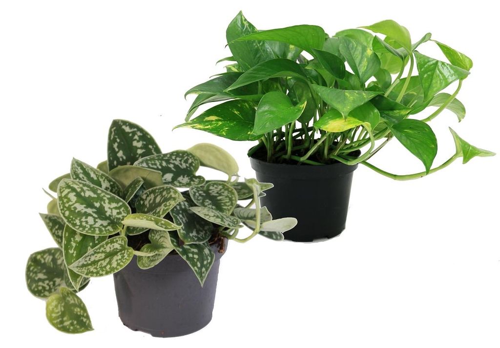Sada 2 ruzných prutu brectanu - Scindapsus pictus argyreus Obrázek produktu 