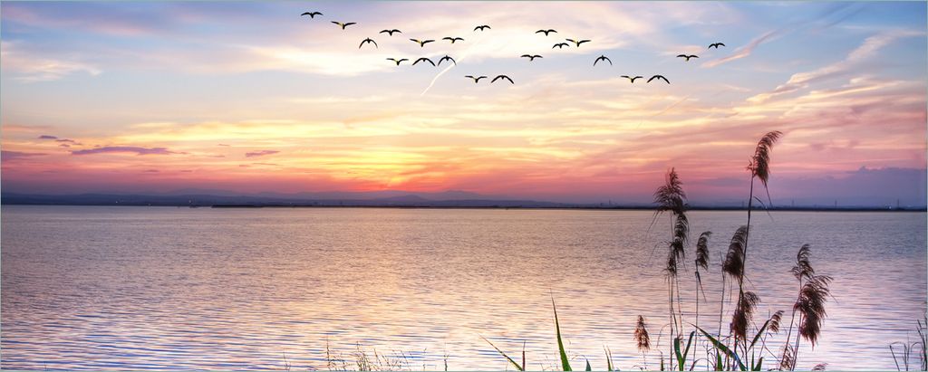Wallario selbstklebendes Poster - Seepanorama mit Schilf und fliegenden Vögeln, Größe: 50 x 125 cm