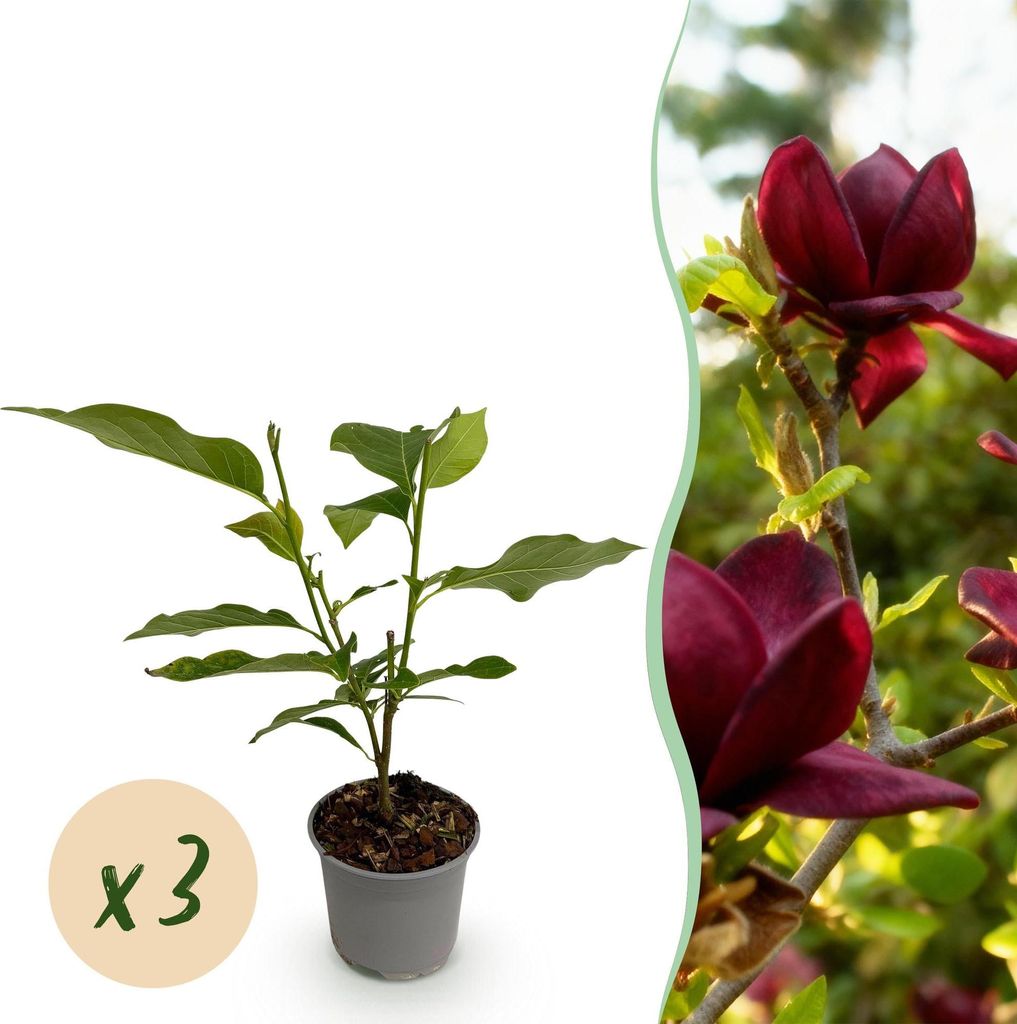 GreenboutiQ - Gartenpflanze - Magnolia Genie - Blüte Lila - Produktbild 