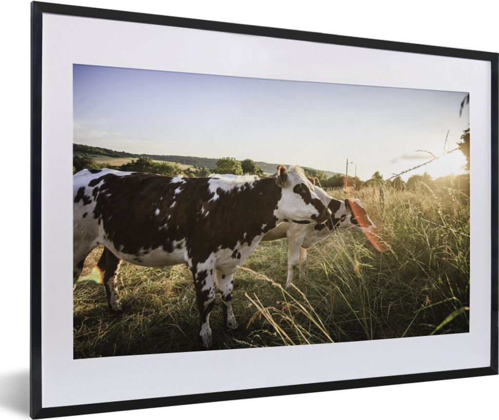 MuchoWow MuchoWow Gerahmtes Poster Kühe - Licht - Natur 60x40 cm - Poster mit zchwarzem Bilderrahmen - Schlafzimmer - Plakat in Rahmen - Drucken