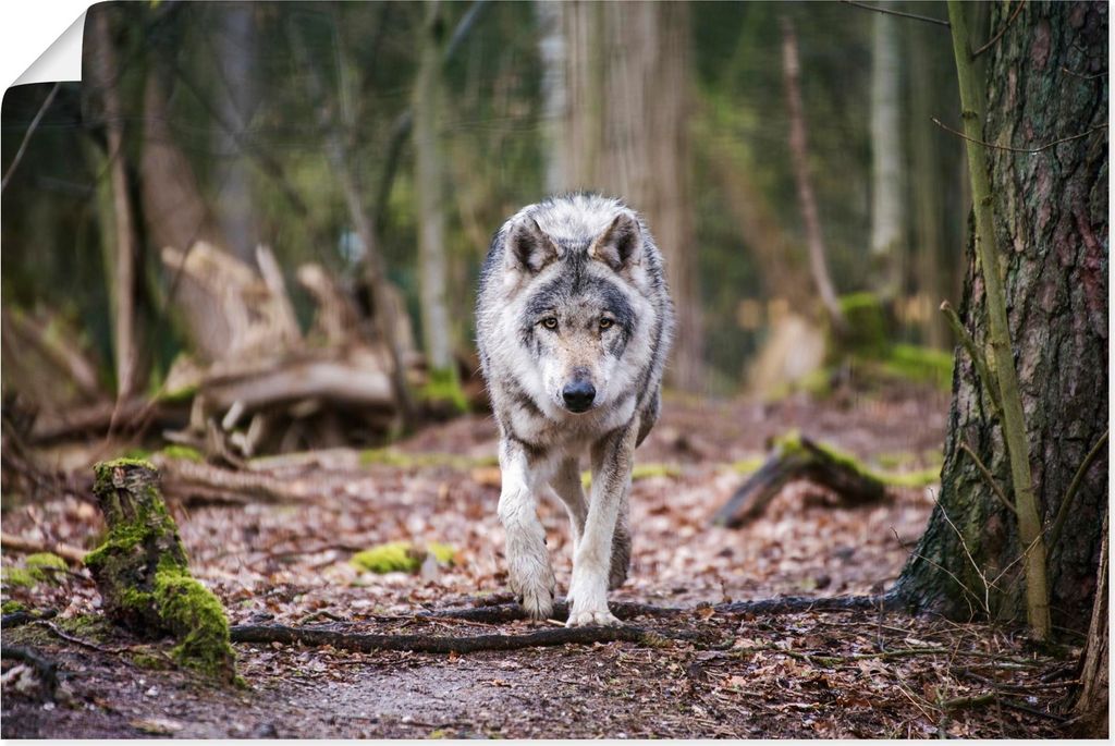 ARTland Poster Der Wolf auf wilden Pfaden der Natur Größe: 60x40 cm