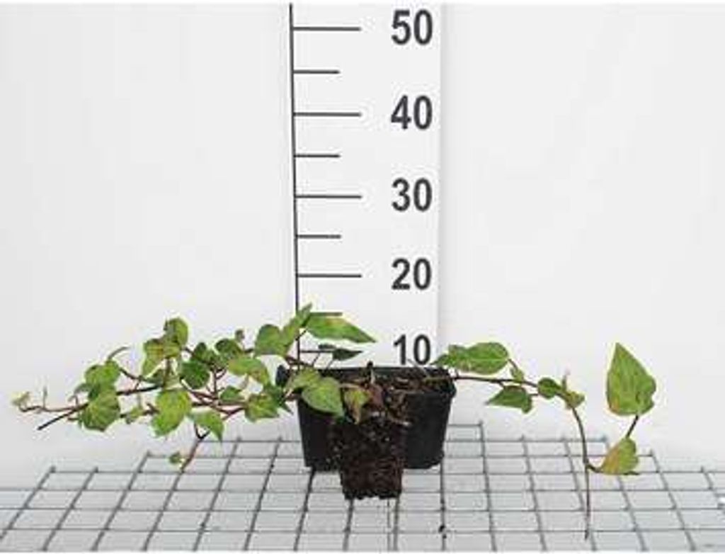 12 x Hedera colchica - Kaukasischer Efeu - Topf 9 cm x 9 cm