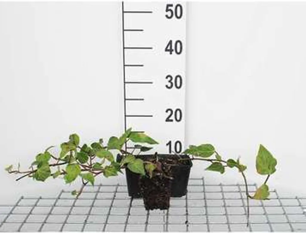 Lierre du Caucase Hedera colchica pour haie et mur lot de 12