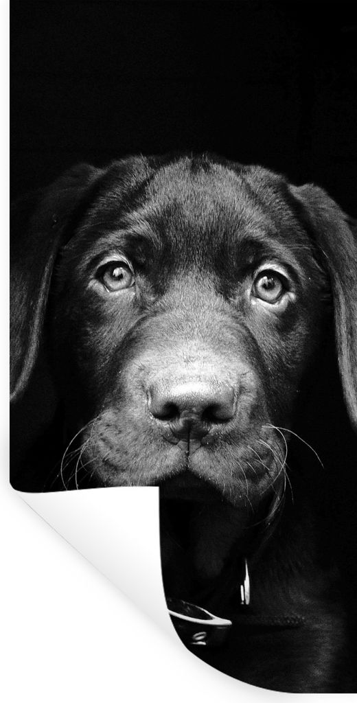 MuchoWow Wandtattoo Wandsticker Wandaufkleber Nahaufnahme Labrador Welpe vor schwarzem Hintergrund in schwarz und weiß 60x120 cm Selbstklebend u...