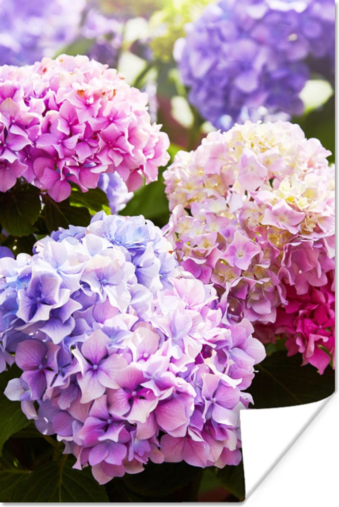 MuchoWow Poster Blumen - Hortensie - Rosa - Blätter - Sonne 20x30 cm - Papierdruck