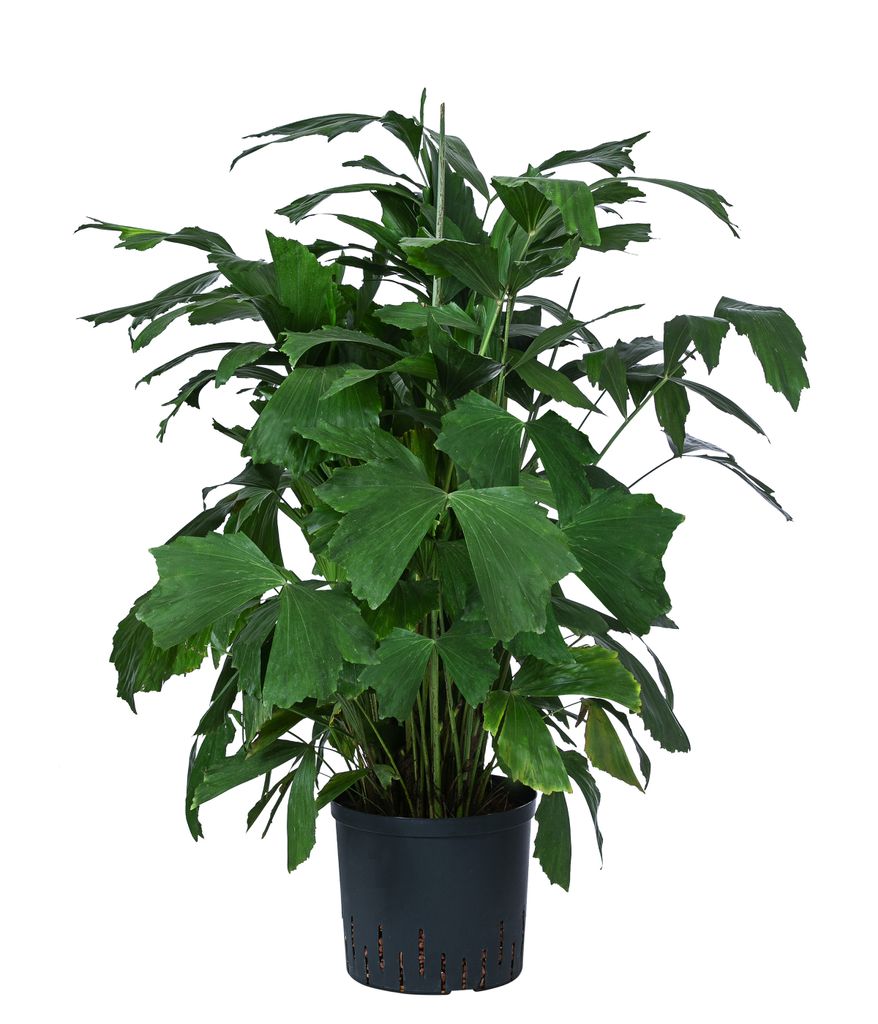 Dehner Fischschwanzpalme, Caryota mitis, in Hydrokultur, ca. 90 cm, Ø Topf 22 cm, Zimmerpalme
