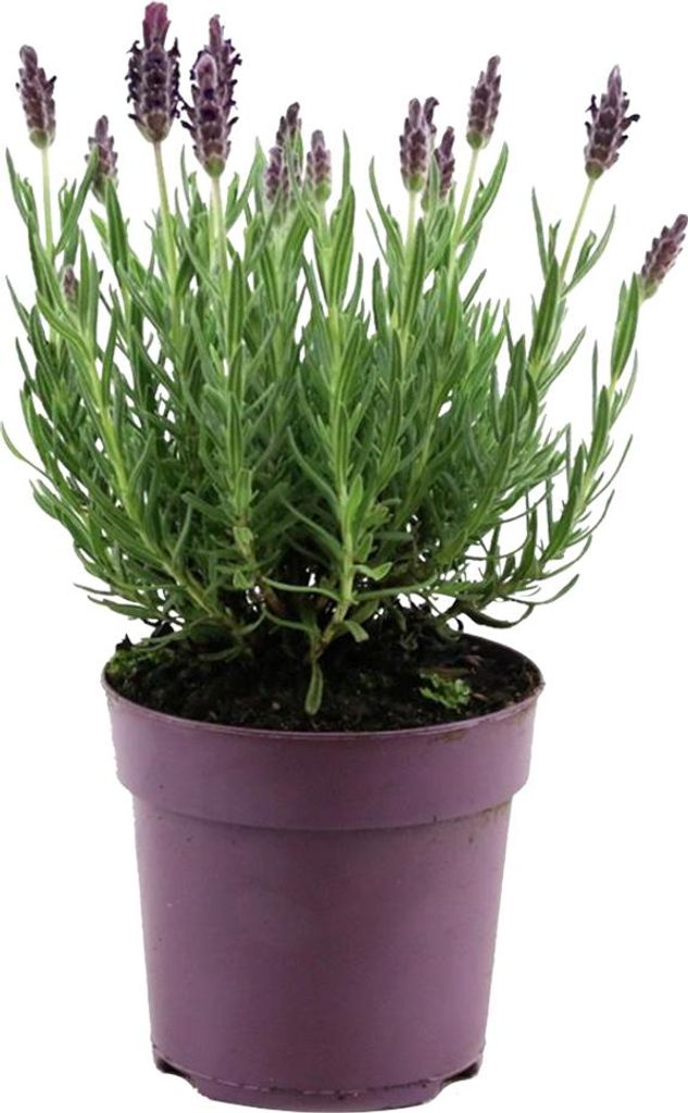 1x Lavandula Stoechas Anouk P10,5 H15