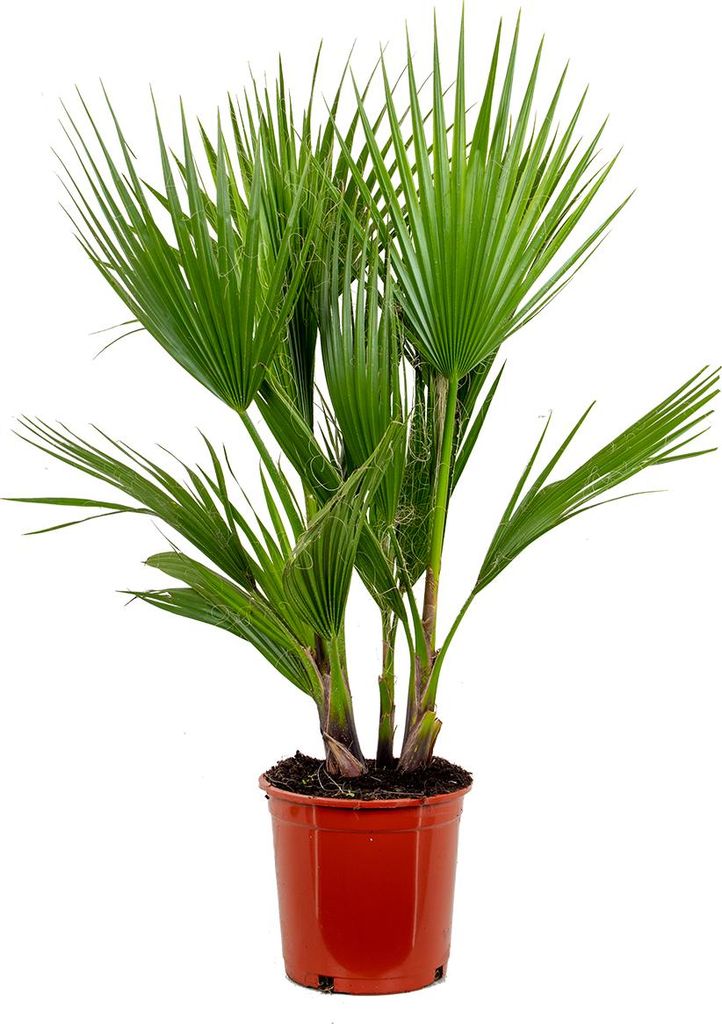 Bloomique - Washingtonia Robusta - Meksykańska palma Zdjęcie produktu 