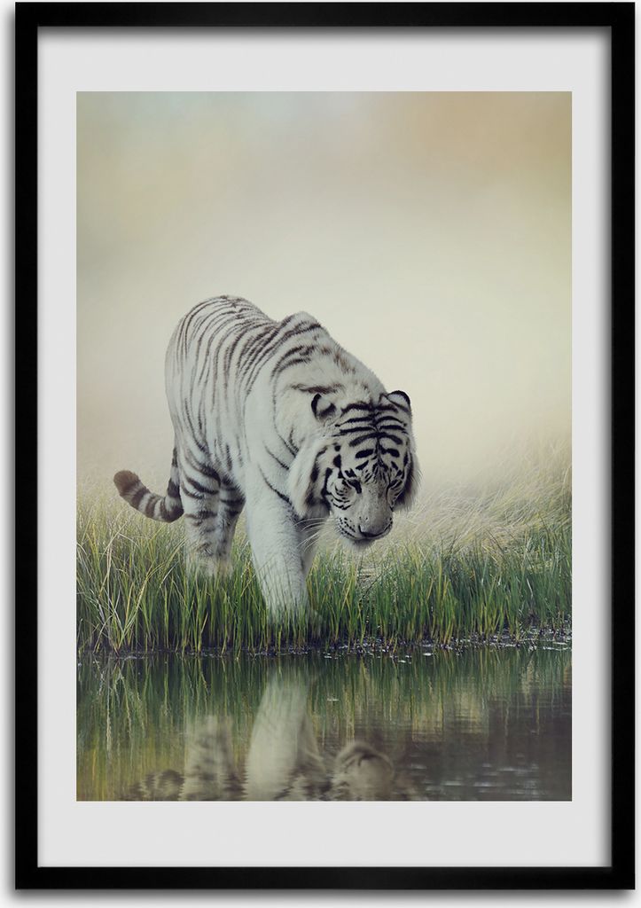 Bild - Bilderrahmen - 50 cm x 70 cm - MDF - Rahmen - Wandkunst Weißer Tiger