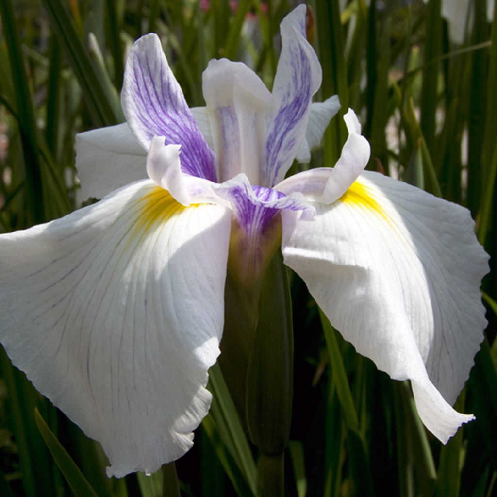 6 x Japanische Sumpfiris - Iris ensata 'Emotion' | Topf 9cm x 9cm