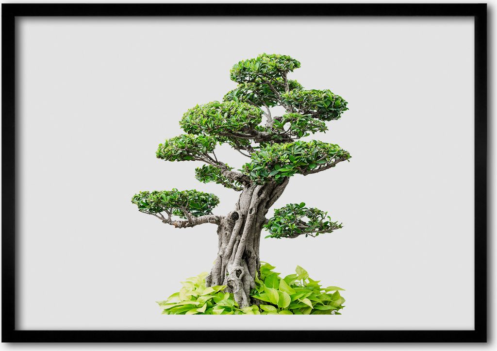 Bild - Bilder - Bilderrahmen - 70 cm x 50 cm - MDF-Rahmen, Wandkunst Bonsai Baum