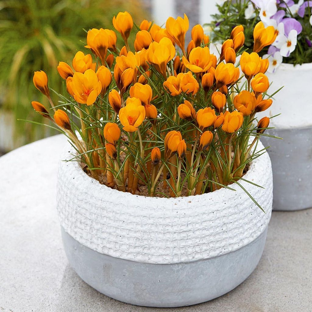 Botanische Krokusse Zwiebeln Winterhart Mehrjährig - Orange Produktbild 