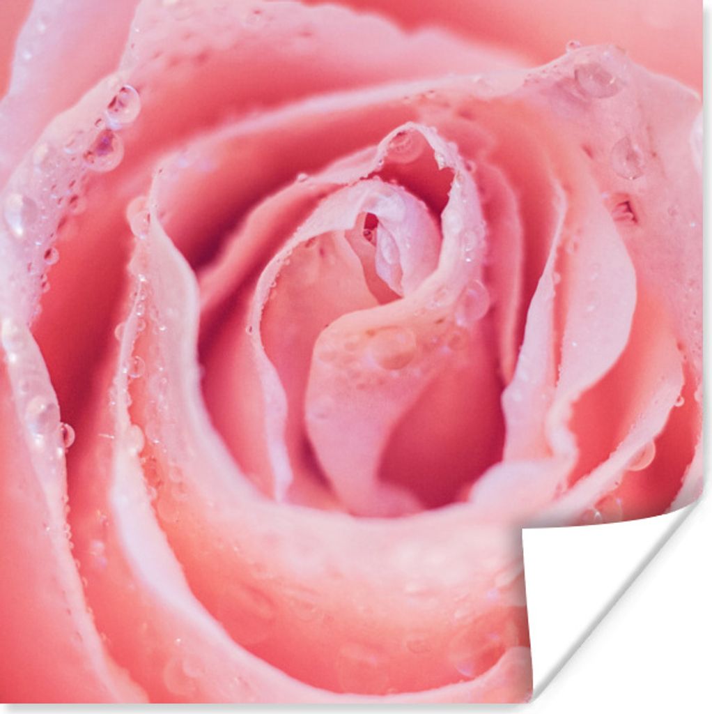 MuchoWow Poster Morgentau auf rosa Rosenblättern 50x50 cm - Wohnzimmerdekoration