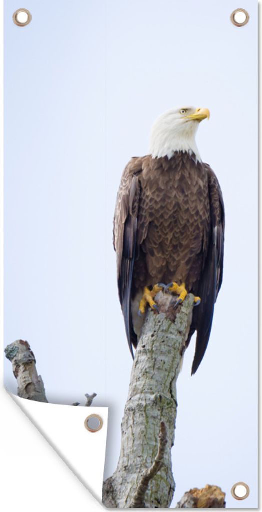 MuchoWow 40x80 cm Outdoor-Poster Gartendeko Sichtschutz Garten Poster für den Garten Amerikanischer Weißkopfseeadler - Adler - Raubvögel - Si...
