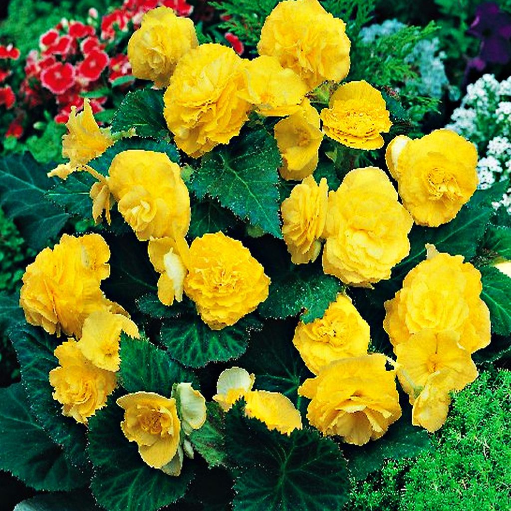 Begónia Multiflora Yellow 1 ks begónia sadeničky hľuzové Obrázok produktu 