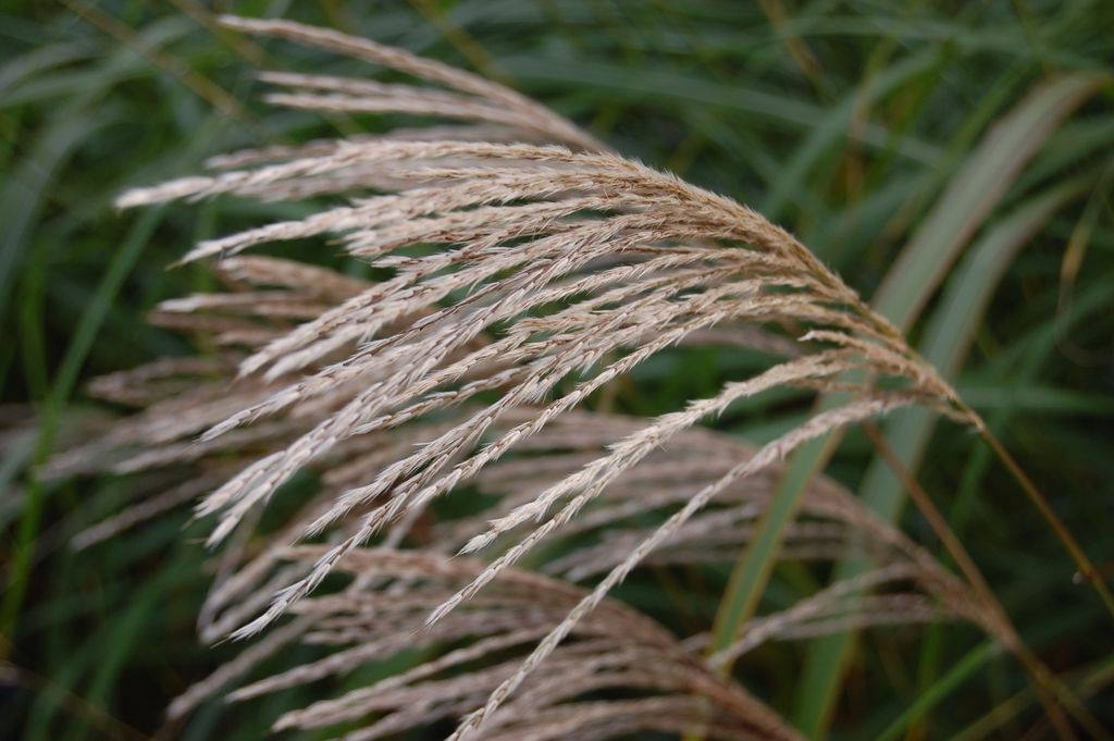 Miscanthus Sinensis ‚Gracillimus Nana‘ – Kleines Chinaschilf, Winterhart, 90-100 Cm Hoch, 1-Liter-Topf