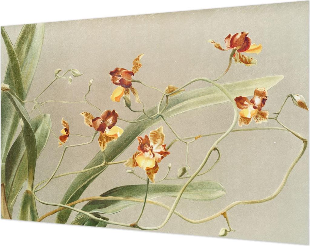 Wandtapete - Dekorative Tapete für Wohnzimmer- Tapetenfolie für Wanddekoration - 104x70 cm - Klassische Orchideen