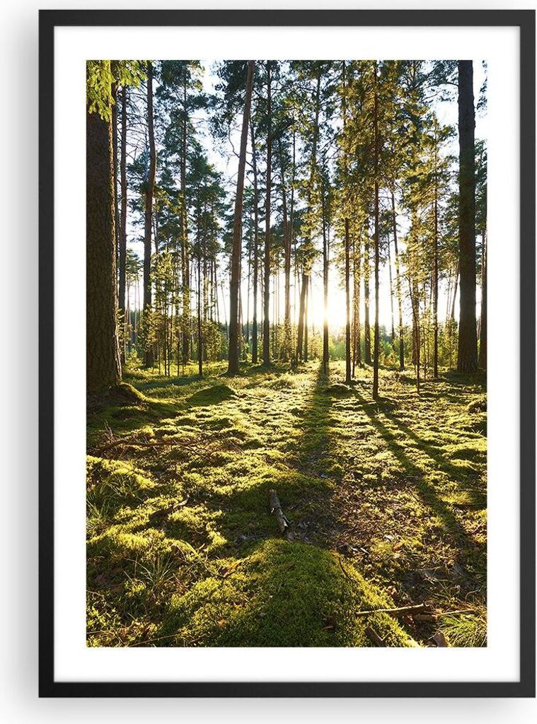 Gerahmtes Poster - Schwarzer Rahmen - Wald Baum Natur - 50x70 cm - Wand Bild - Wanddeko - Wandbilder - Kunstposter - Wandposter - Bilderrahmen - Bi...