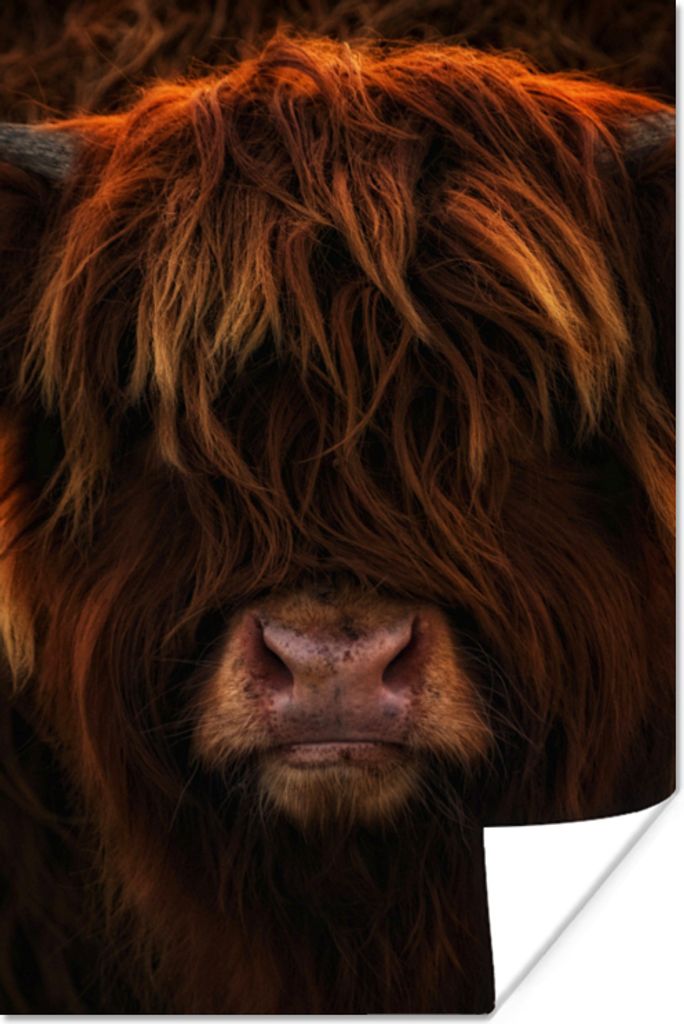 MuchoWow Poster Schottischer Highlander - Kuh - Schwarz - Porträt 20x30 cm - Papierdruck