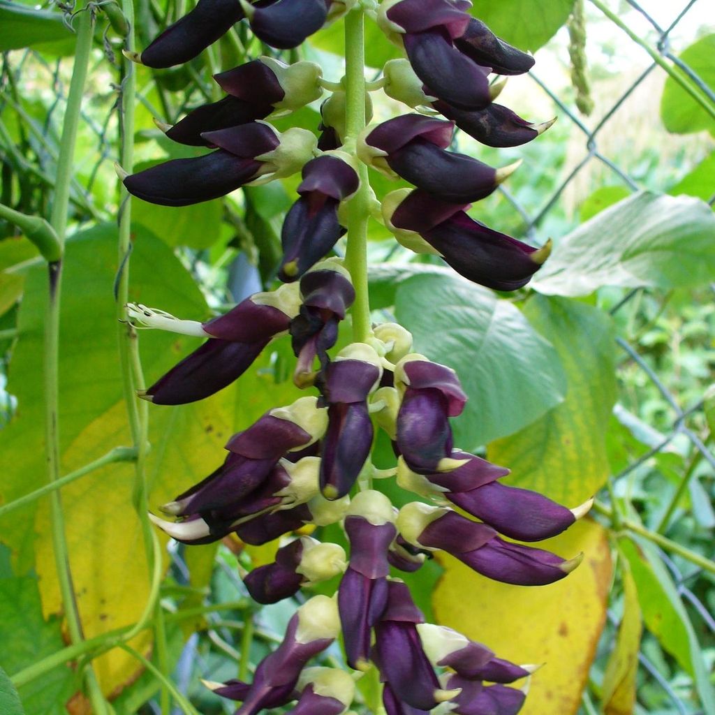Samtbohne (Mucuna pruriens) - 5 Samen