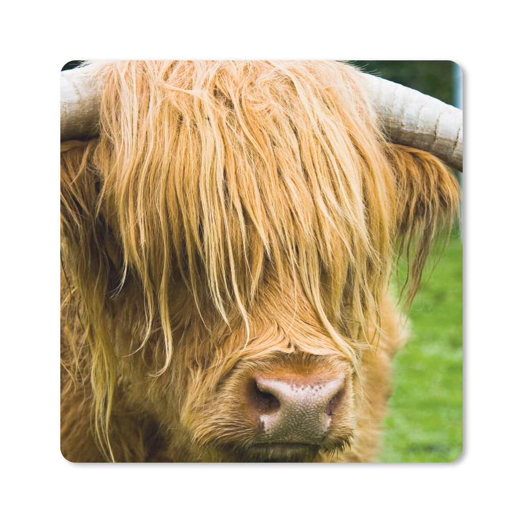 MuchoWow Mauspad Mousepad Schottischer Highlander - Gras - Fell - Tiere - Kuh 20x20 cm - Mousepads - Maus Mat - Pad - Mausunterlage - Desk Mat - ...