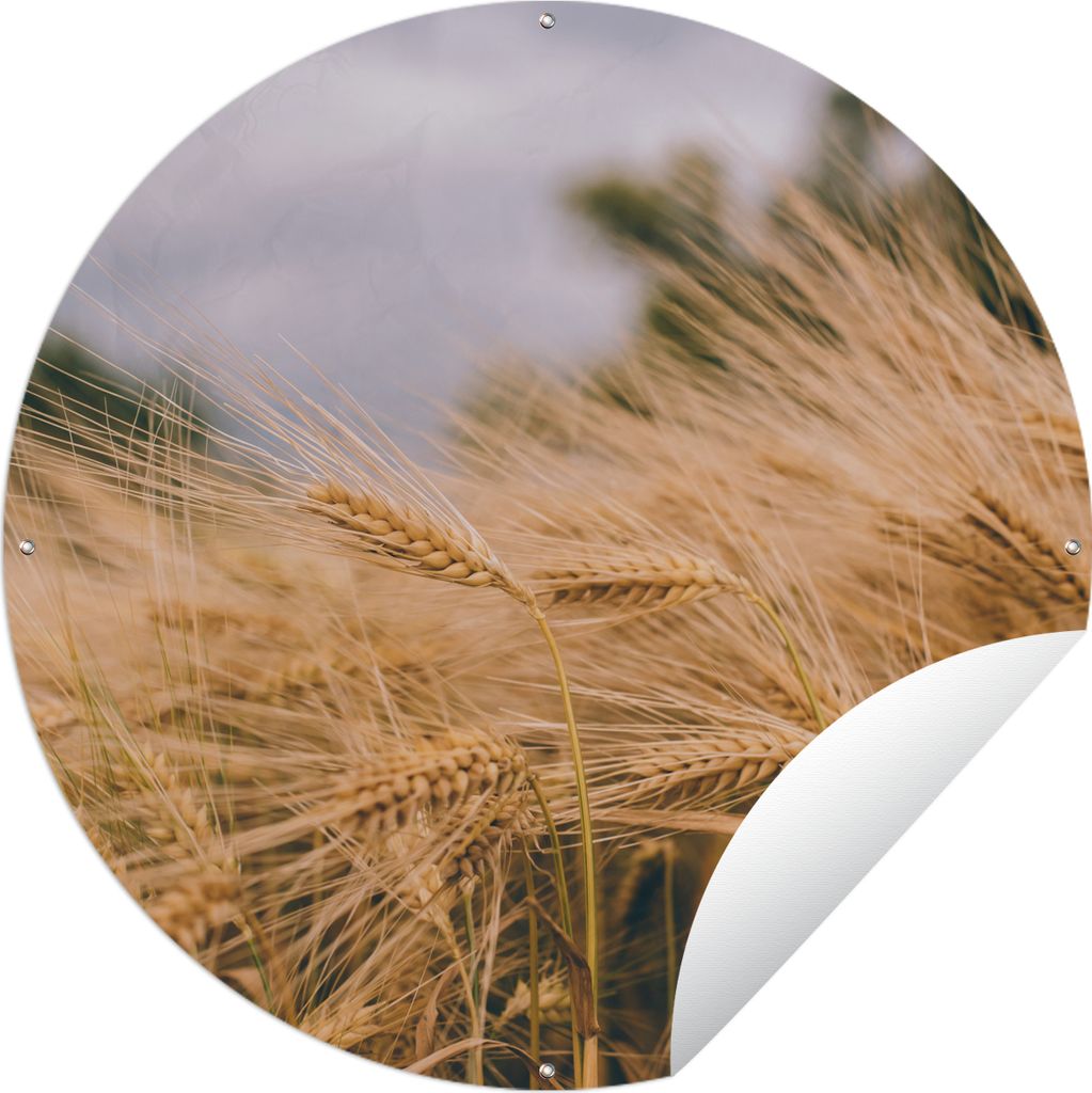 MuchoWow Gartenposter Outdoor-Poster Rund Natur - Pflanzen - Getreide Ø 60 cm Gartendeko Rundes Poster draußen