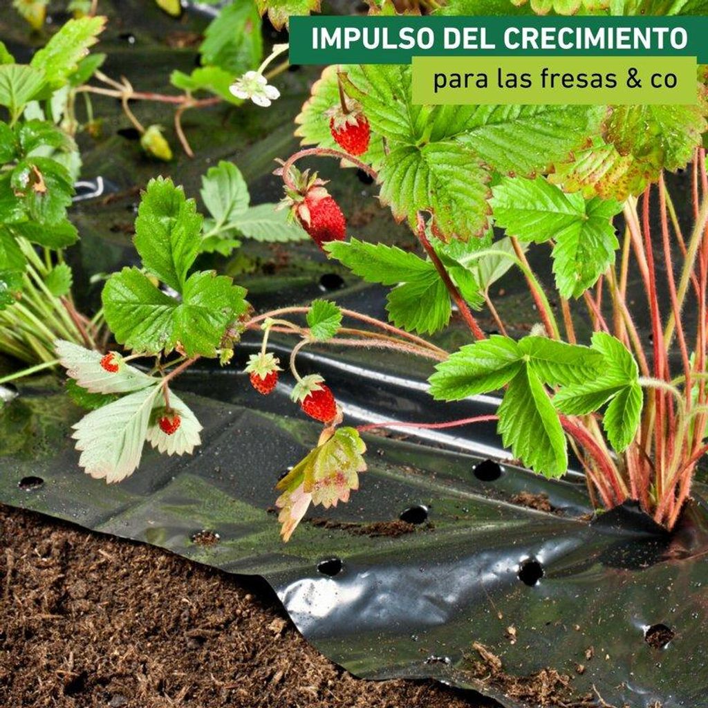 Windhager Gartenfolie Mulchfolie für Erdbeeren Schwarz 1.5 Produktbild 