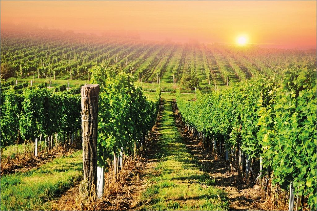 Wallario selbstklebendes Poster - Weinberg mit untergehender Sonne, Größe: 100 x 150 cm