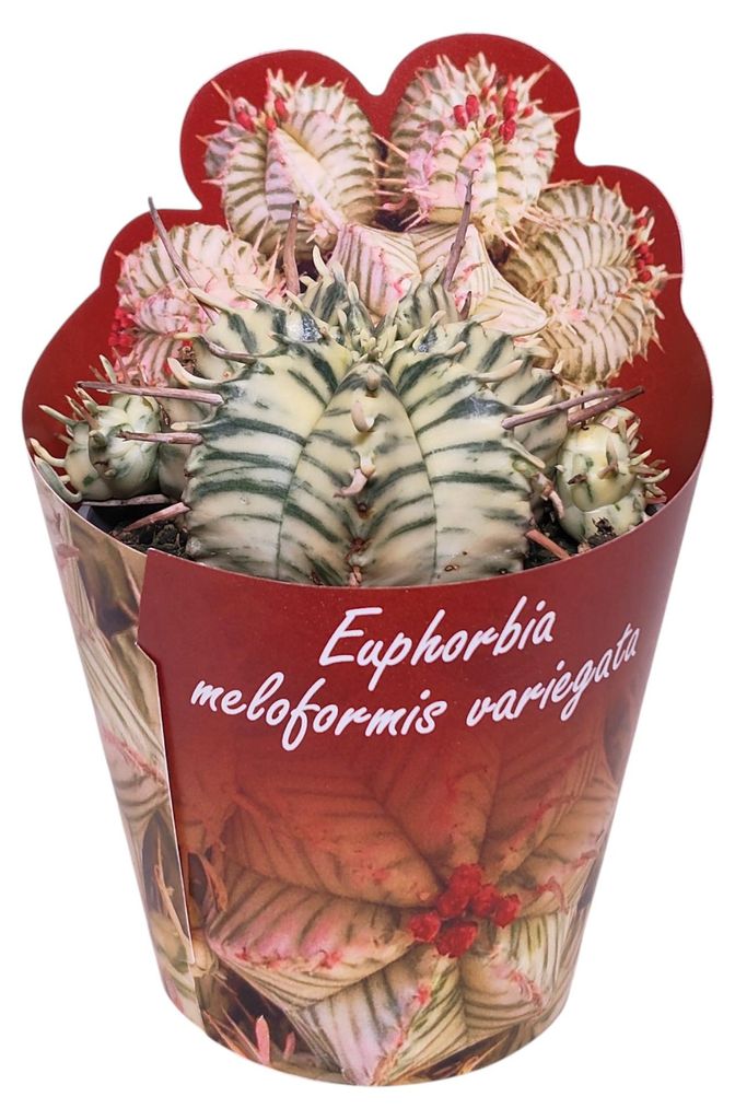Euphorbia meloformis variegata - seltenes Wolfsmilchgewächs Produktbild 