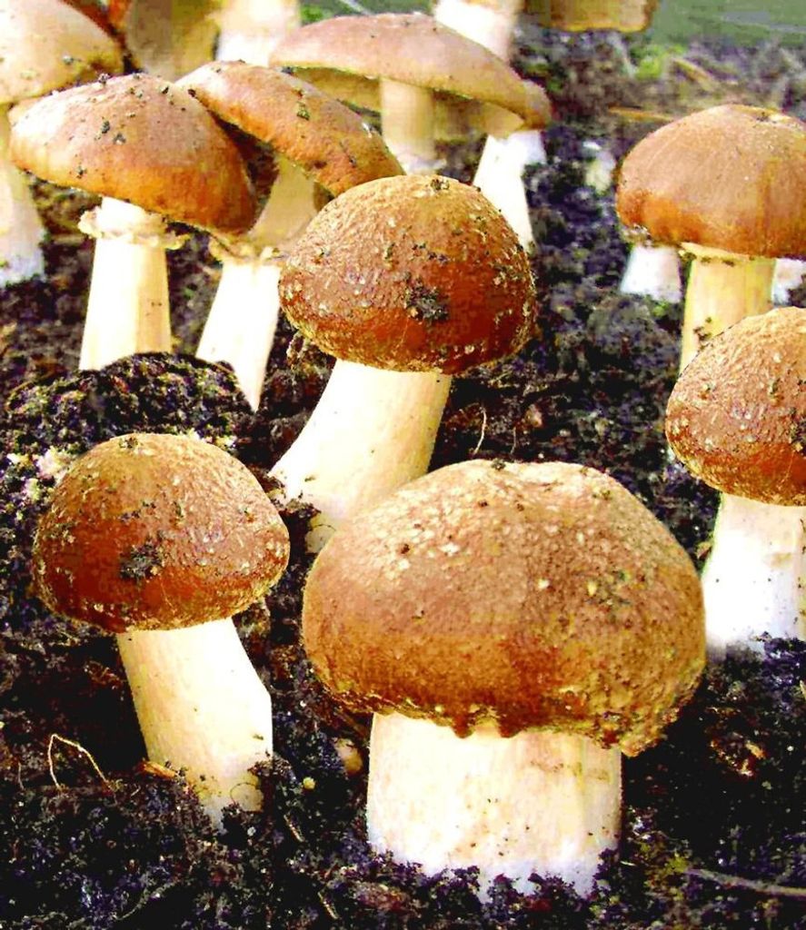BALDUR Garten Garten-Pilze Braunkappen Set,1 Komplett-Set, Produktbild 