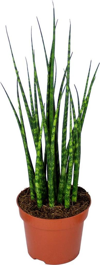 Sansevieria Fernwood Mikado - Schwiegermutterzunge - Bogenhanf - Zimmerpflanzen - Luftreinigend - Sehr pflegeleicht - 20-30 cm Hoch - Topf 12 cm