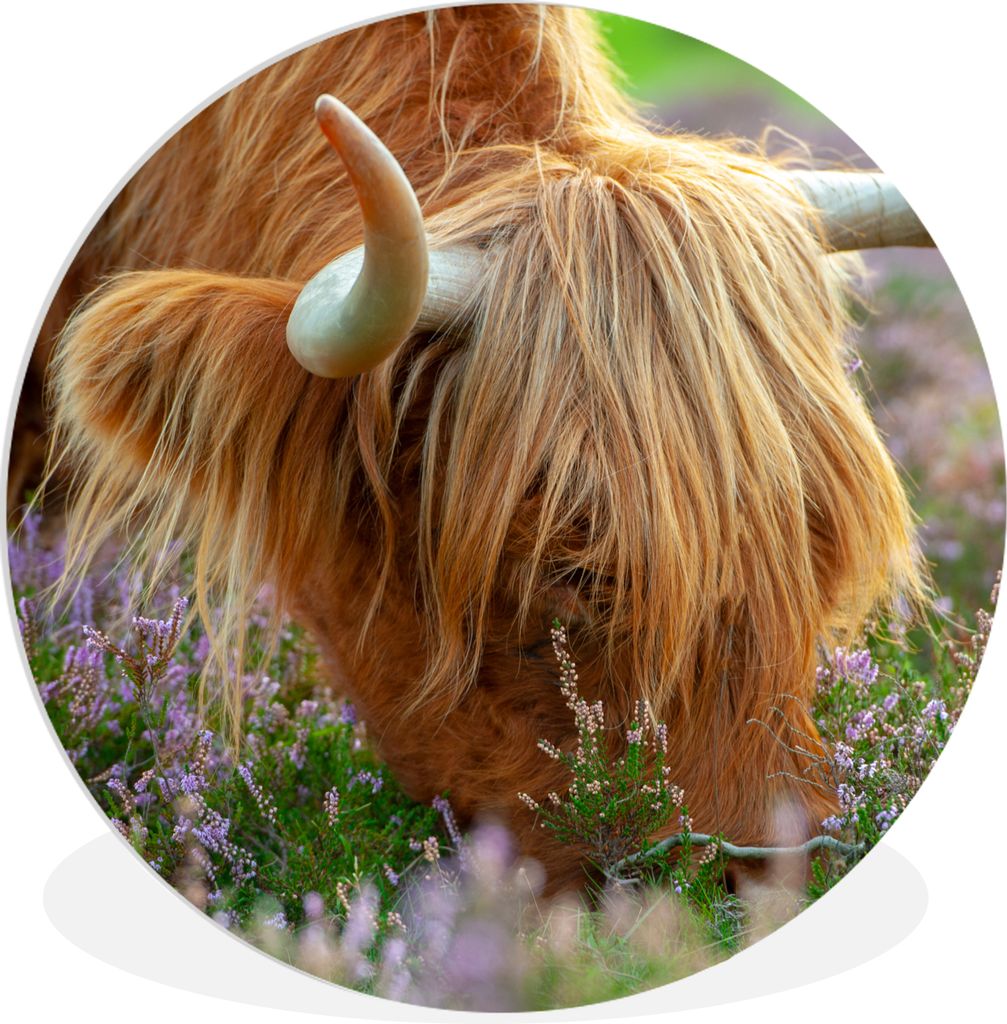 MuchoWow Rundes Wandbild - Runde Bilder Schottischer Hochländer - Hörner - Heidekraut Ø 30 cm Kreis Wanddekoration Kunststoff - Wandkreis - Wa...