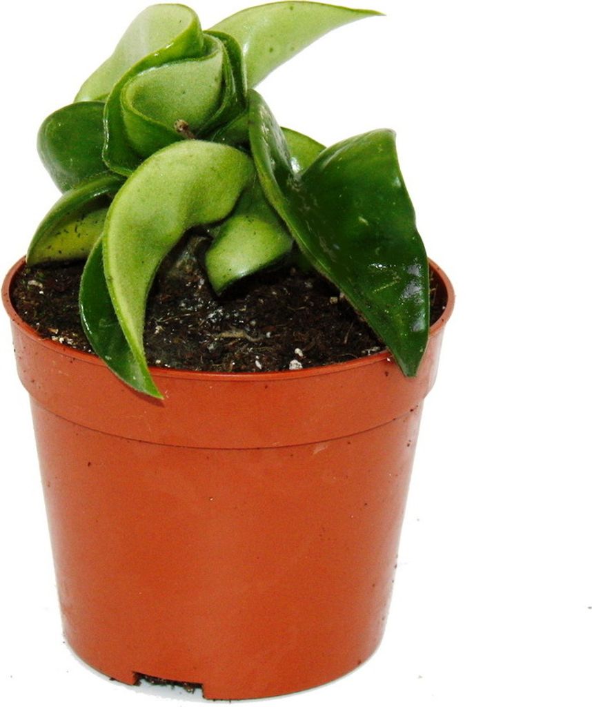 Mini rostlina - Hoya carnosa compacta - masitý porcelánový Obrázek produktu 